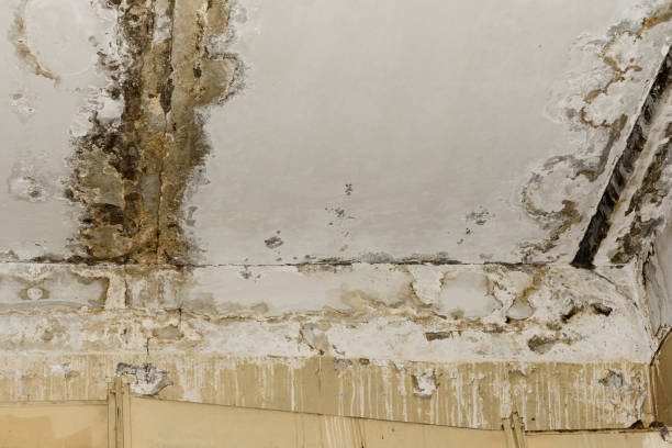 Mold Removal for HVAC Installations in Lockhart, TX